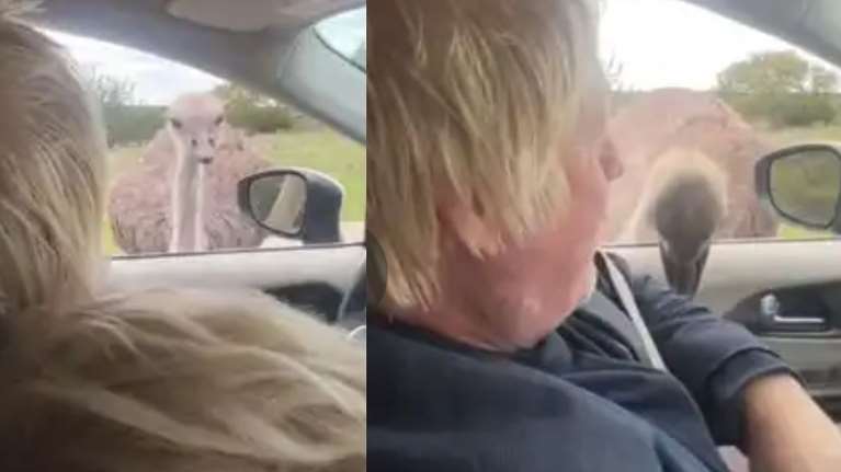 Στρουθοκάμηλος εναντίον Μπόρις Τζόνσον: Η στιγμή που το ζώο δαγκώνει τον πρώην πρωθυπουργό της Βρετανίας [βίντεο]