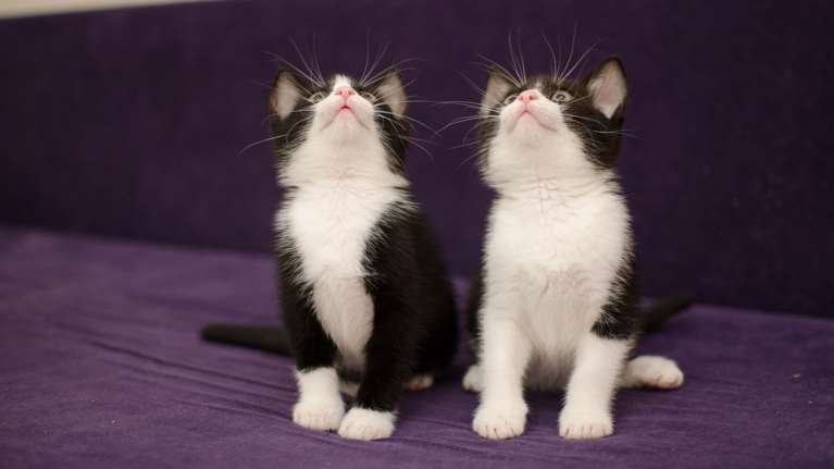 Γιατί οι γάτες κυνηγούν τα λέιζερ; Είναι τα γρήγορα κινούμενα θηράματα; Κατά πόσο είναι ασφαλές παιχνίδι