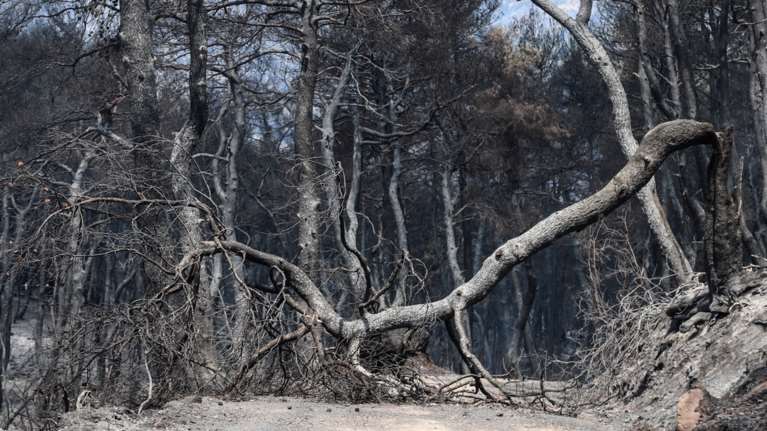 Φωτιές: Στάχτη και αποκαΐδια το 23% της Αττικής - Κάηκε τα 7 τελευταία χρόνια - Ο χάρτης της καταστροφής