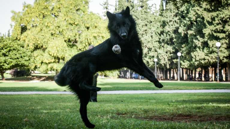 Παίζετε με τα κατοικίδια σας; Το παιχνίδι είναι σπουδαίο και σημαντικό στη ζωή τους και τη δική μας