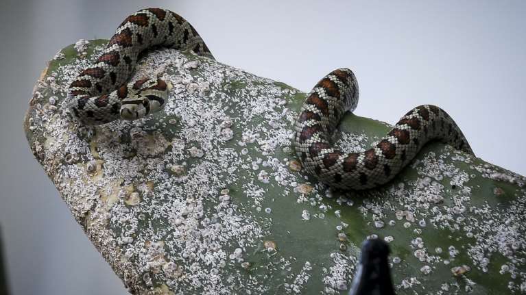 Στο νοσοκομείο ποδοσφαιριστής στη Λαμία - Τον δάγκωσε οχιά στην προπόνηση
