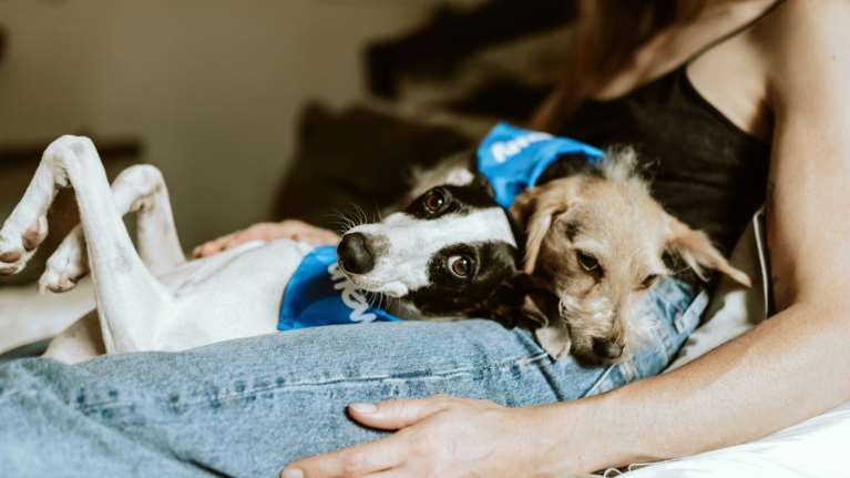 Μας θυμούνται τα σκυλιά; Πώς λειτουργεί η μνήμη τους και πώς σχηματίζονται οι αναμνήσεις τους