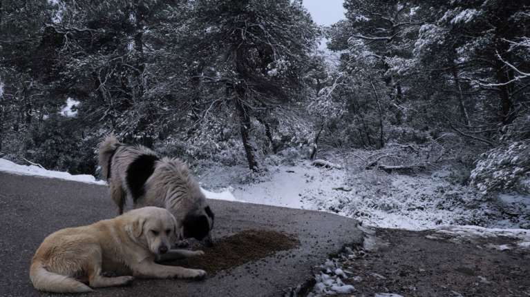 Αυτές τις ημέρες που κάνει κρύο, ας προστατέψουμε τα αδέσποτα της γειτονιάς μας