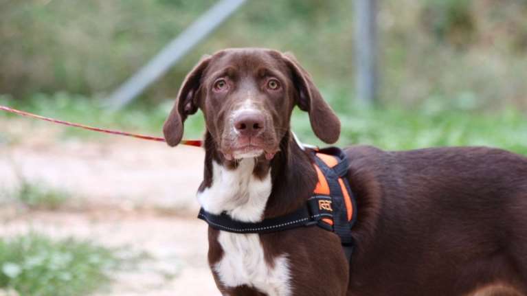 Σώστε ένα αδεσποτάκι: Ο &quot;σοκολάτος&quot; είναι κούταβος - Είναι τόσο σοκολατένιος που νομίζεις πως θα στάξει