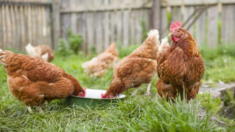 Γιατί στη Γαλλία μοιράζουν δωρεάν κότες - Πώς το να έχεις κοτέτσι κάνει καλό στον πλανήτη