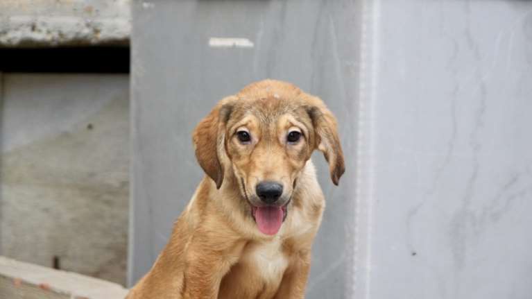 Σώστε ένα αδεσποτάκι: Δεν μπορώ να κρατήσω κακία σε κανέναν, δεν χωράει στο χαμόγελό μου