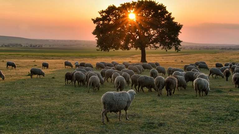 Ευλογιά στα αιγοπρόβατα: Πότε είναι ασφαλής η κατανάλωση κρέατος και γάλακτος