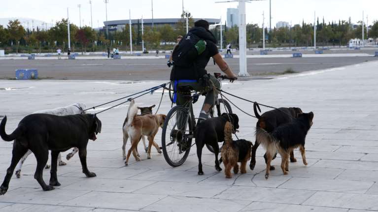 Οι τρεις κίνδυνοι του φθινοπώρου για τα σκυλιά: Τι να προσέξουμε