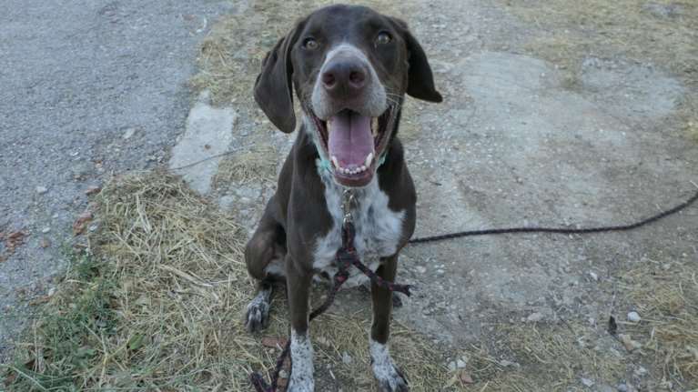 &quot;Χαμογέλα να βγεις ωραίος&quot; - Ο Φλιν είναι σαν ένα κουτάβι που δεν έχει ενηλικιωθεί