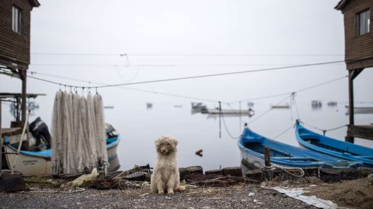 Γιατί να υιοθετήσετε ένα αδέσποτο σκύλο από καταφύγιο: Μια απόφαση που σώζει όχι μία, αλλά δύο ζωές