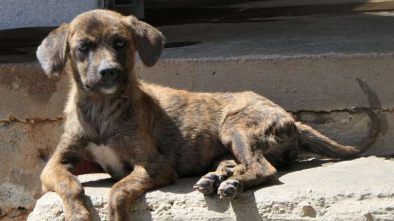 Σώστε ένα αδεσποτάκι: Το Ερηνάκι - Λυγίσαμε έξω από το κλουβί της στο κυνοκομείο Σπάρτης