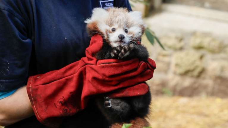 Μωρό πάντα πέθανε λόγω υπερβολικού στρες από πυροτεχνήματα