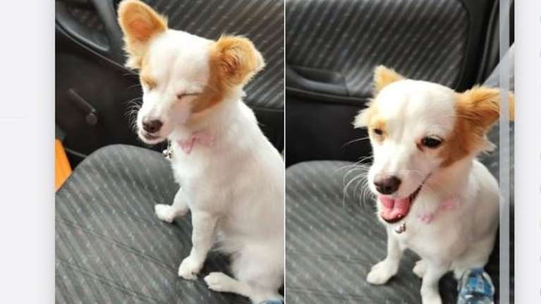 Βρέθηκε και η &quot;Λώρα&quot; που είχε χαθεί μετά από τροχαίο στη Λαμία - Φοβισμένη από διερχόμενο οδηγό