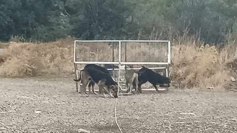 Η λεχώνα σκυλίτσα με κομμένο πόδι και το τσοπανόσκυλο σε μόνιμη αλυσόδεση επί 3 χρόνια - Δυο δύσκολες διασώσεις