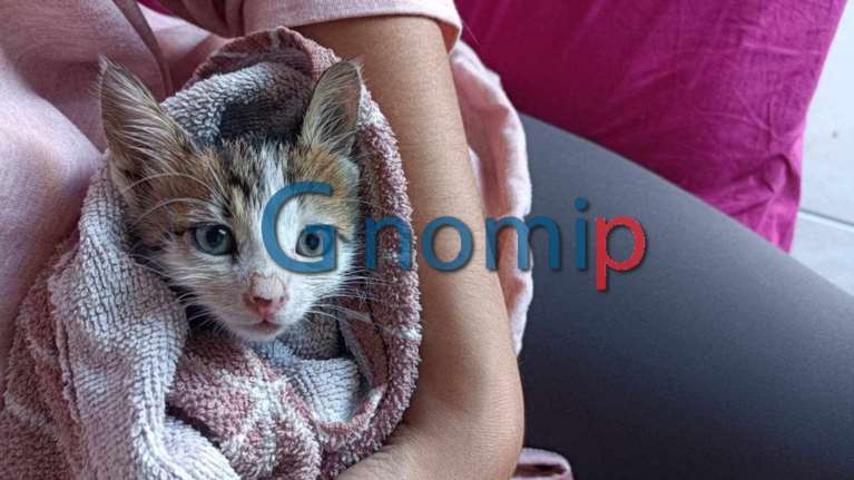 &quot;Τσιμέντωσαν&quot; γατάκι στην Πάτρα: Σώθηκε από κατοίκους και την επέμβαση της Πυροσβεστικής