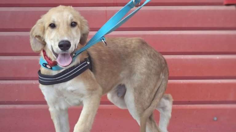 Ο Μαξ καθώς ανάρρωνε και μεγάλωνε, γινόταν όλο και πιο όμορφος - Το απόλυτο κουτάβι για διαφήμιση