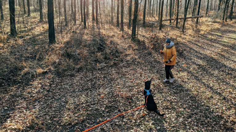 Γιατί ο σκύλος μου κάθεται κατά τη διάρκεια της βόλτας;