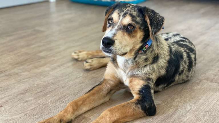 Πόλκα: Πώς βρέθηκε ένας τόσο σπάνιος σκύλος να κυκλοφορεί αδέσποτος σε ένα χωριό;