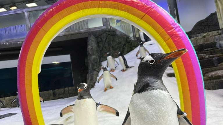 Πέθανε ο διάσημος ομοφυλόφιλος πιγκουίνος Μάτζικ - Παγκόσμιο σύμβολο ισότητας - Ο θρήνος του συντρόφου του