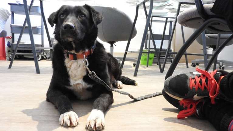 Η Αρετούλα, μια σκυλίτσα όλες οι αρετές μαζί - Απίστευτα συνεσταλμένη, πολύ καλόβολη αλλά φοβισμένη και ταλαιπωρημένη