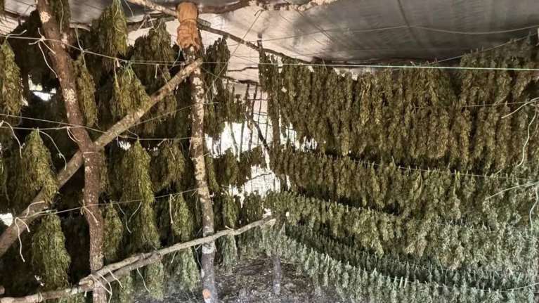 Τρίπολη: Εντοπίστηκε φυτεία κάνναβης &quot;μαμούθ&quot; και 1.253 δενδρύλλια - Μεταφέρθηκαν με...Super Puma [εικόνες-βίντεο]