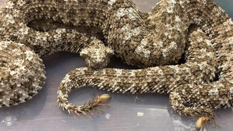 Απίστευτο θέαμα στο αεροδρόμιο της Βομβάης: Άνδρας συνελήφθη με δηλητηριώδεις οχιές μέσα σε τσάντα