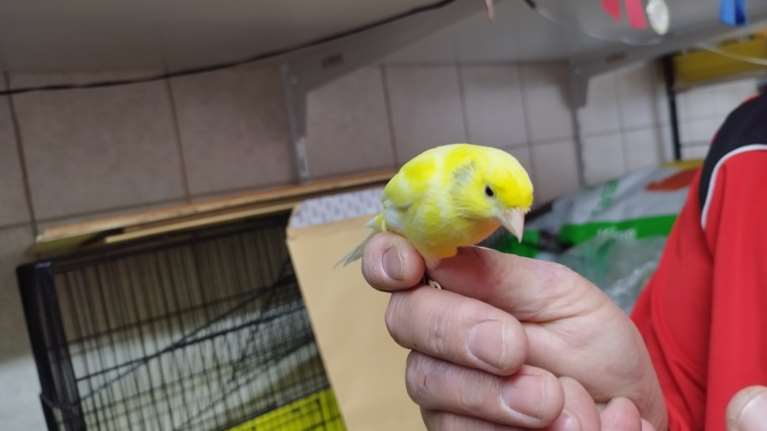 Παγκόσμιοι πρωταθλητές τα... καναρίνια της Θεσσαλονίκης - Κέρδισαν ανάμεσα σε 21.000 πουλιά