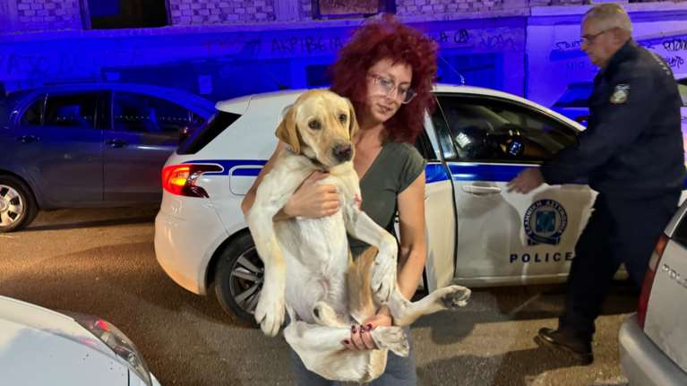 Πάτρα: Συγκινητική διάσωση τραυματισμένου σκύλου από τροχαίο: &quot;Μπήκε μόνος στο πίσω κάθισμα του περιπολικού&quot;