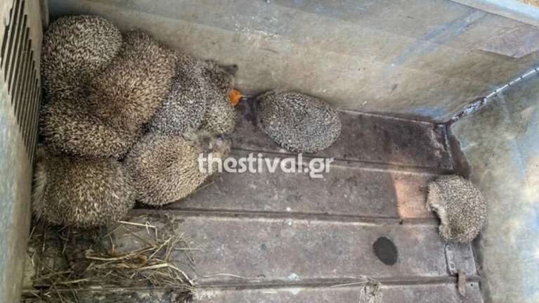 Θεσσαλονίκη: Βρέθηκαν 11 σκαντζόχοιροι που πιθανότατα προορίζονταν προς βρώση