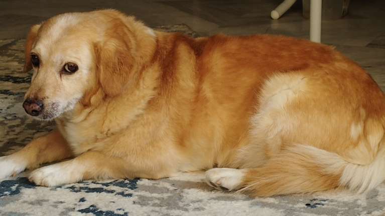 Αγωνία για τον γεράκο που χάθηκε στο Μαρούσι: Εκκληση αν τον δείτε καλέστε στο  6972 869 060