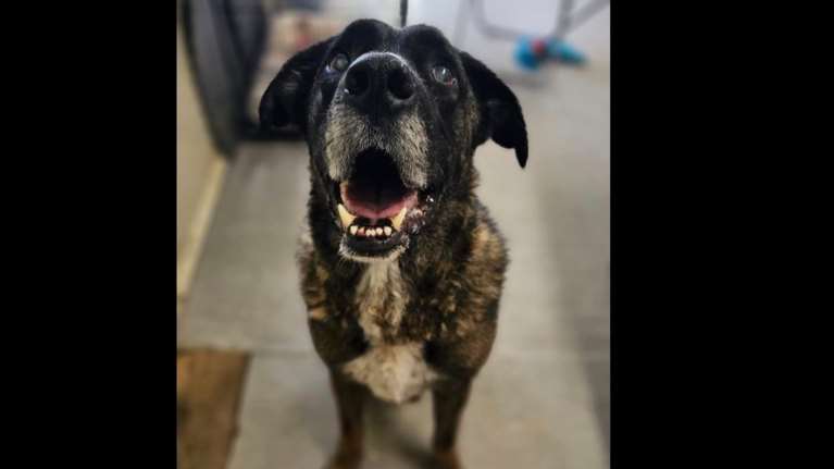 Δέκα χρόνων πια ο Αντώνης. Ηλικιωμένος, και σχεδόν τυφλός, βλέπει ακόμη κάποιες σκιές - Τη νύχτα όμως δυσκολεύεται