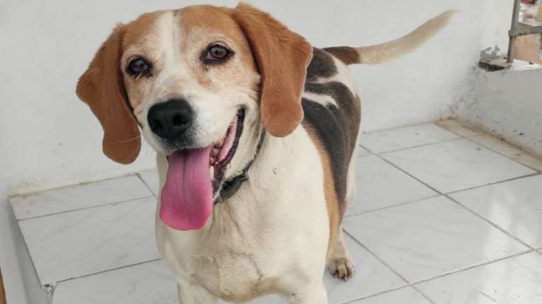 Η Μπρέντα είναι 10 χρονών και ο κηδεμόνας της έκανε αίτηση να την παραδώσει σε Δήμο