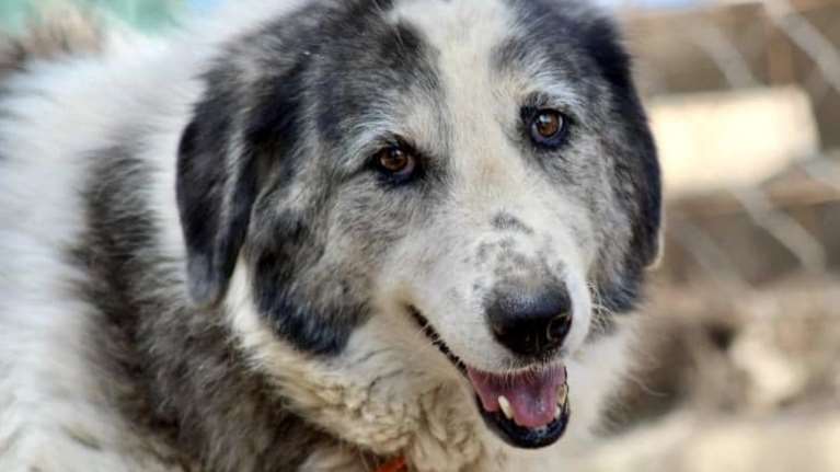 Σώστε ένα αδεσποτάκι: Κουράστηκε από τη μοναξιά. Από τότε που έχασε το συντροφάκι της, έχασε τα πάντα