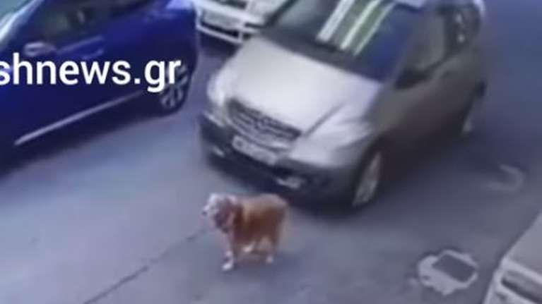 Σύλληψη και πρόστιμο 45.000 ευρώ στην 63χρονη που πάτησε εν ψυχρώ σκύλο - Πρόστιμο και στην ιδιοκτήτριά του