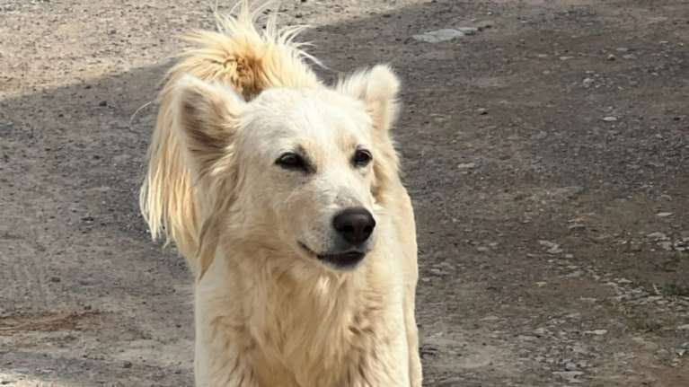 Πώς να βάλεις περισσότερη χαρά στην καθημερινότητά σου: Επικοινώνησε με τον Φοξ