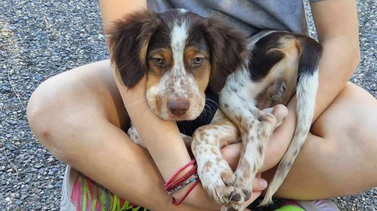 Ο Πινέλο: Ξέρετε κάτι, είναι πολύ δύσκολο να τον αντιμετωπίσουμε σαν σκυλάκι, καταλαβαίνετε γιατί