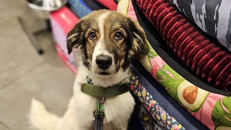 Σώστε ένα αδεσποτάκι: Ό,τι ονειρεύεστε σε ένα νέο σκύλο, είναι ο Άλεξ