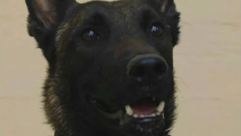 echo