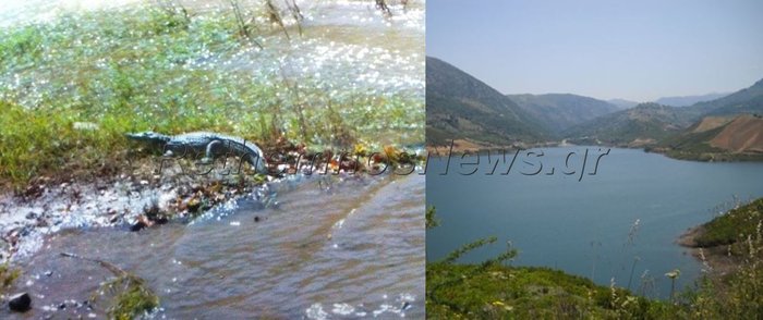 Αυτός είναι ο κροκόδειλος του...Ρεθύμνου!