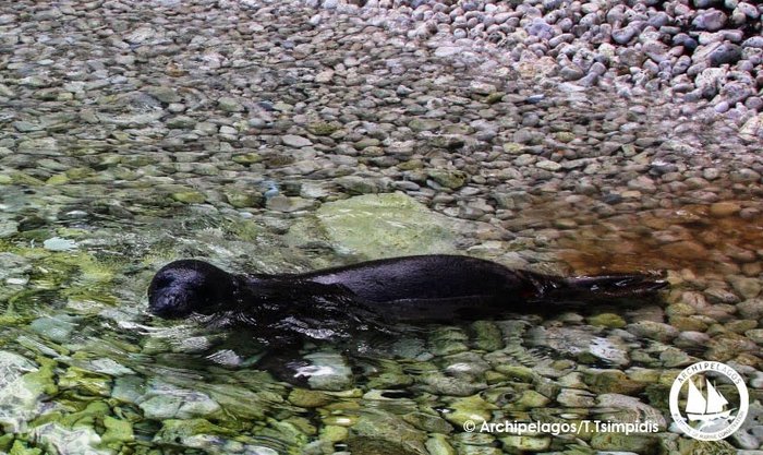 Η φώκια της Σάμου κολυμπά ανενόχλητη μαζί με τους λουόμενους!