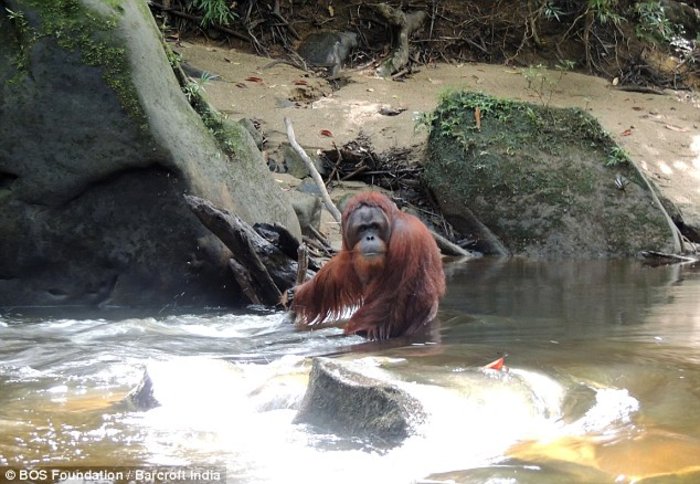 Ενας πανέξυπνος ουρακοτάγκος