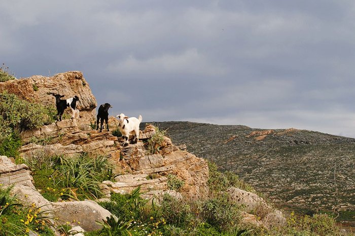 «Eξωμερια TrailRace» στη φθινοπωρινή Τήνο - εικόνα 7