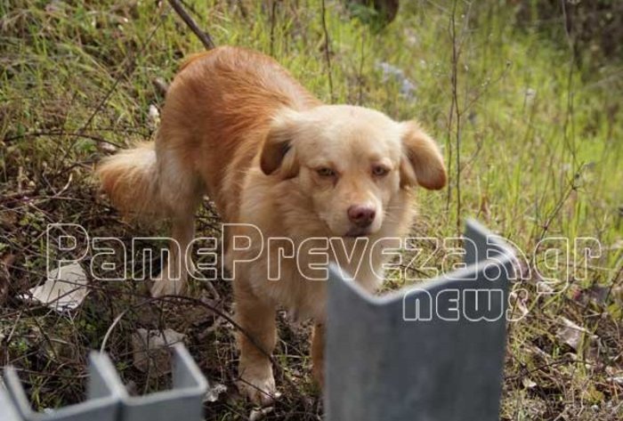Πρέβεζα: Ο σκύλος έμεινε στο πλευρό του «αφεντικού» του μετά το τροχαίο