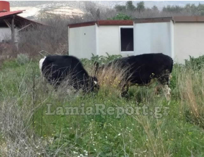 Οι αστυνομικοί της ΔΙΑΣ κυνηγούν αγελάδες στην εθνικό οδό Αθηνών-Λαμίας - εικόνα 2