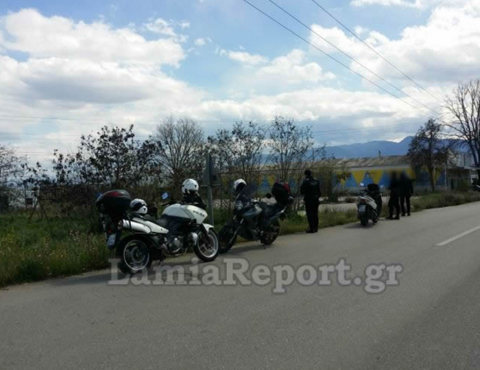 Οι αστυνομικοί της ΔΙΑΣ κυνηγούν αγελάδες στην εθνικό οδό Αθηνών-Λαμίας - εικόνα 3