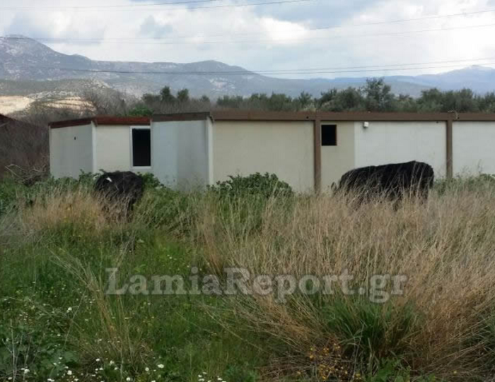 Οι αστυνομικοί της ΔΙΑΣ κυνηγούν αγελάδες στην εθνικό οδό Αθηνών-Λαμίας - εικόνα 4