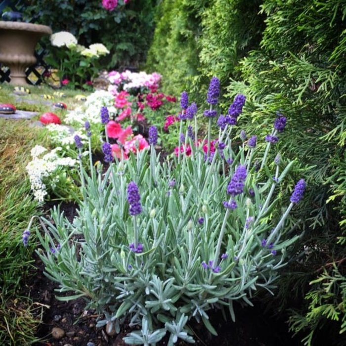 Ο κήπος της ήταν άσχημος και βαρετός, αλλά δείτε πώς τον μεταμόρφωσε! - εικόνα 10