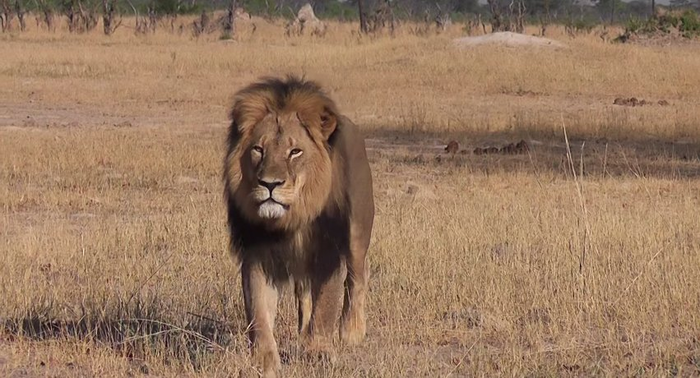Σάλος σε όλο τον κόσμο για τον εκτελεστή του Cecil - εικόνα 2