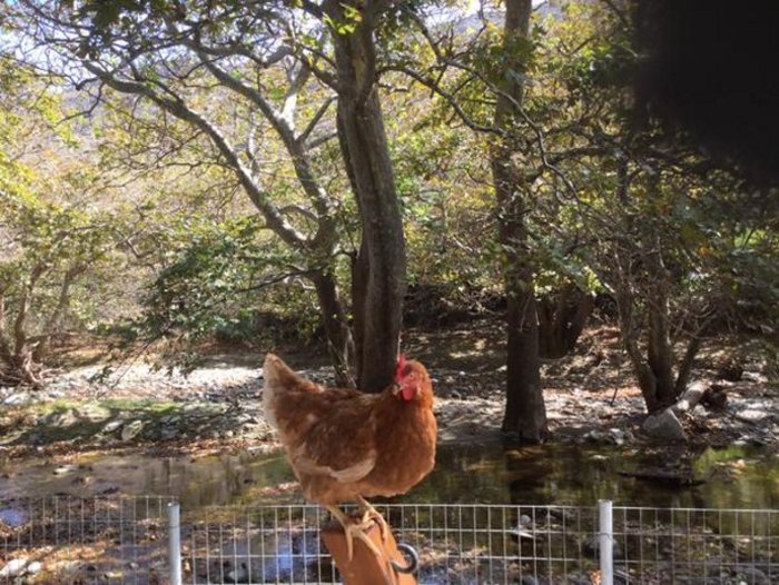 Το ξεχωριστό week end της Μενεγάκη σε φύση και κότες.Τι είπε στην εκπομπή - εικόνα 2
