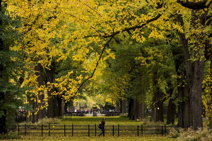Τα χρώματα του φθινοπώρου στόλισαν το Central Park - Φωτογραφίες - εικόνα 9